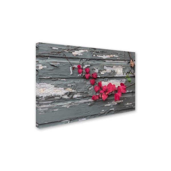 Kurt Shaffer 'Red Leaves On A Weathered Wall' Canvas Art,12x19